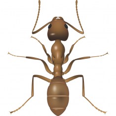 Argentine Ant